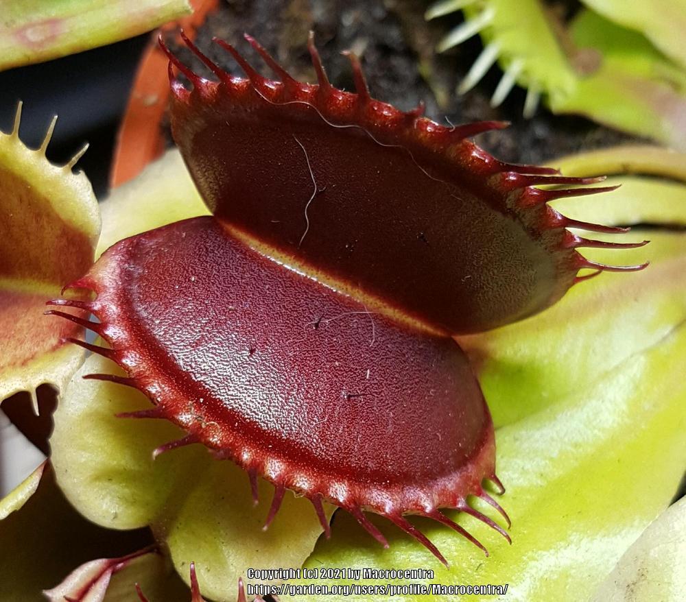 Photo of Venus Fly Trap (Dionaea muscipula) uploaded by Macrocentra