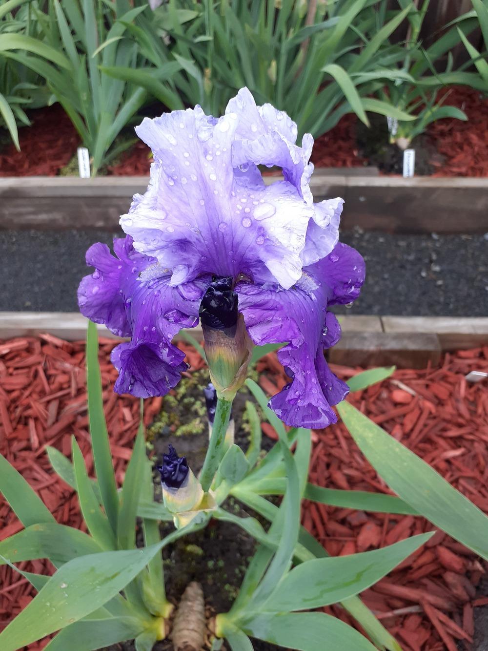 Photo of Tall Bearded Iris (Iris 'Royalist') uploaded by PaulaHocking