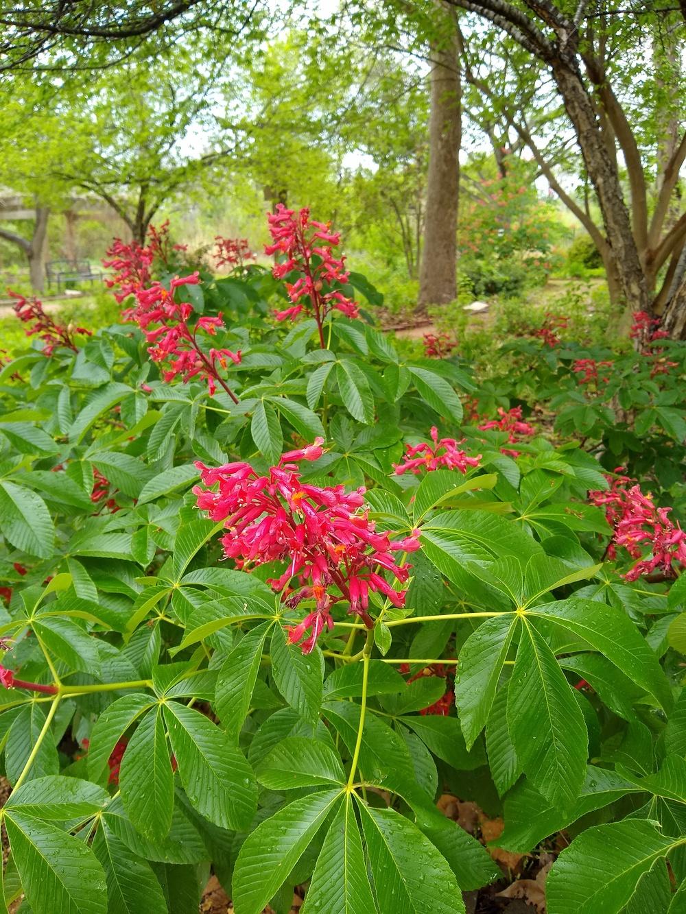 Photo of Red Buckeye (Aesculus pavia) uploaded by christinereid54