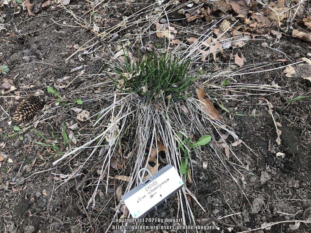 Photo of Chives (Allium schoenoprasum) uploaded by jhugart