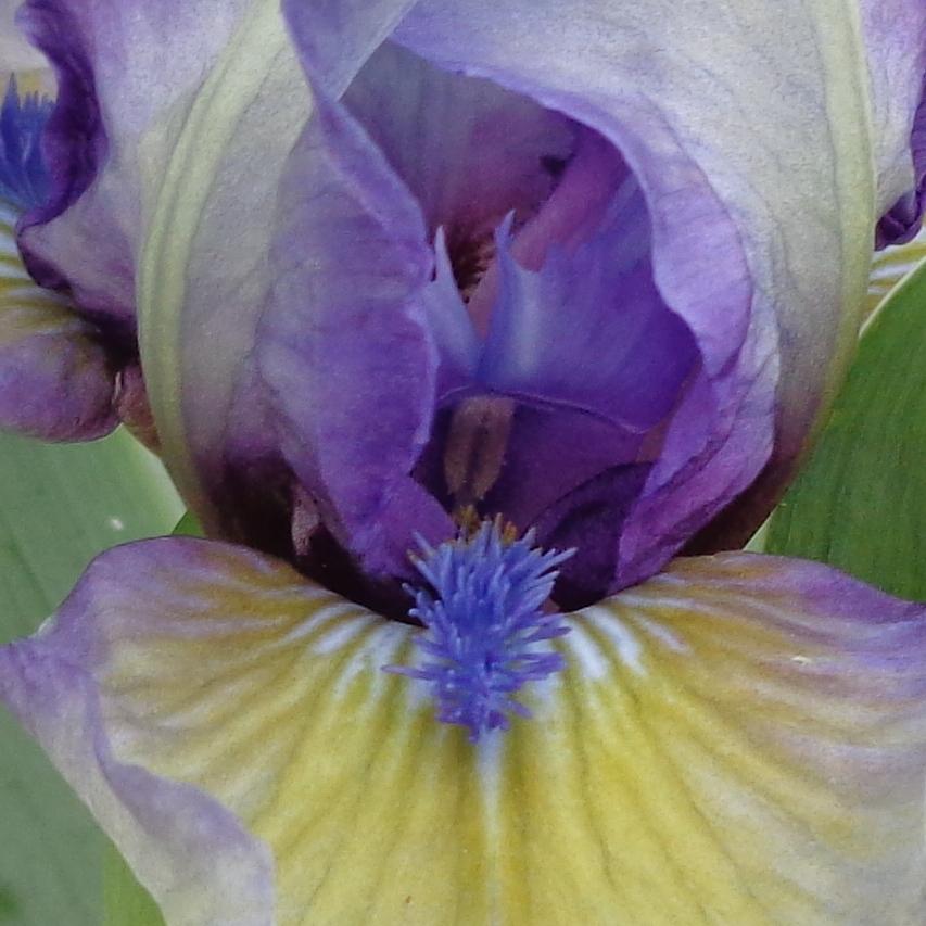 Photo of Standard Dwarf Bearded Iris (Iris 'Cookie Monster') uploaded by lovemyhouse