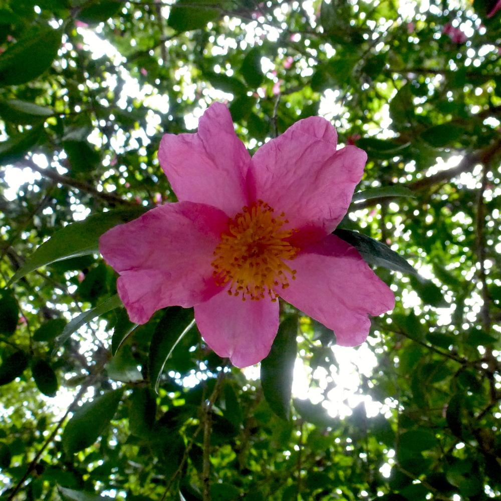 Photo of Camellia (Camellia sasanqua) uploaded by scvirginia