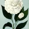 illustration from Robert Halliday's 'Practical Camellia Culture',