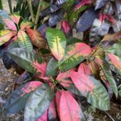 Younger leaves bright, older leaves get deep maroon coloring. lot