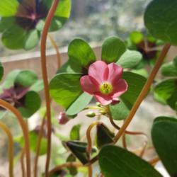 Location: Virginia
Date: 2021-04-02
First bloom, growing indoors