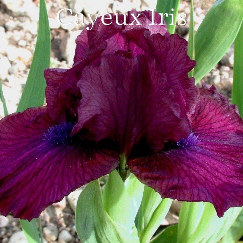 Photo of Standard Dwarf Bearded Iris (Iris 'Spree') uploaded by DaylilySLP