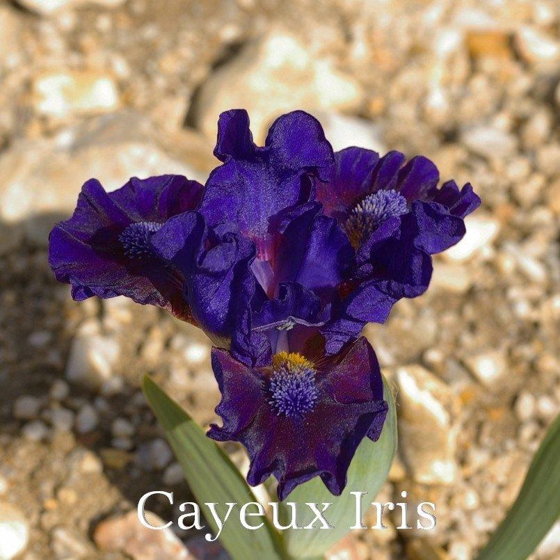 Photo of Standard Dwarf Bearded Iris (Iris 'Navy Ruffles') uploaded by DaylilySLP