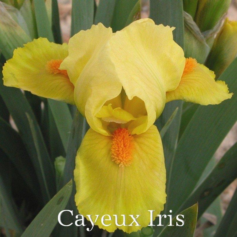 Photo of Standard Dwarf Bearded Iris (Iris 'Cinderella') uploaded by DaylilySLP