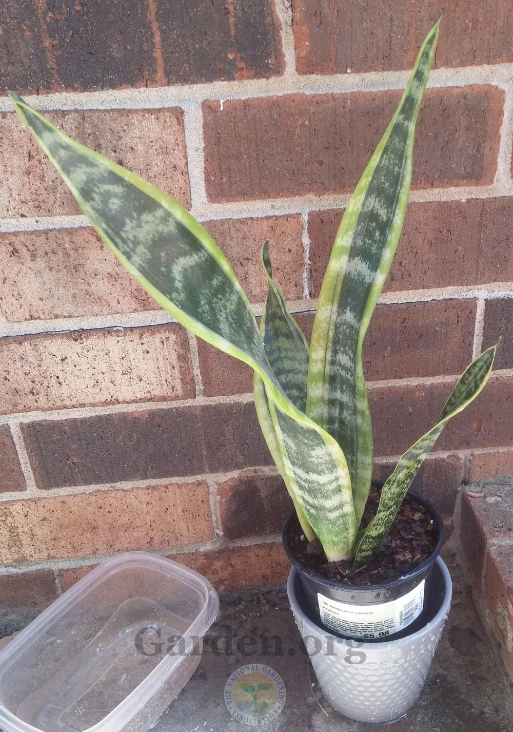 Photo of Mother-in-law's tongue (Dracaena trifasciata 'Laurentii') uploaded by Hamwild