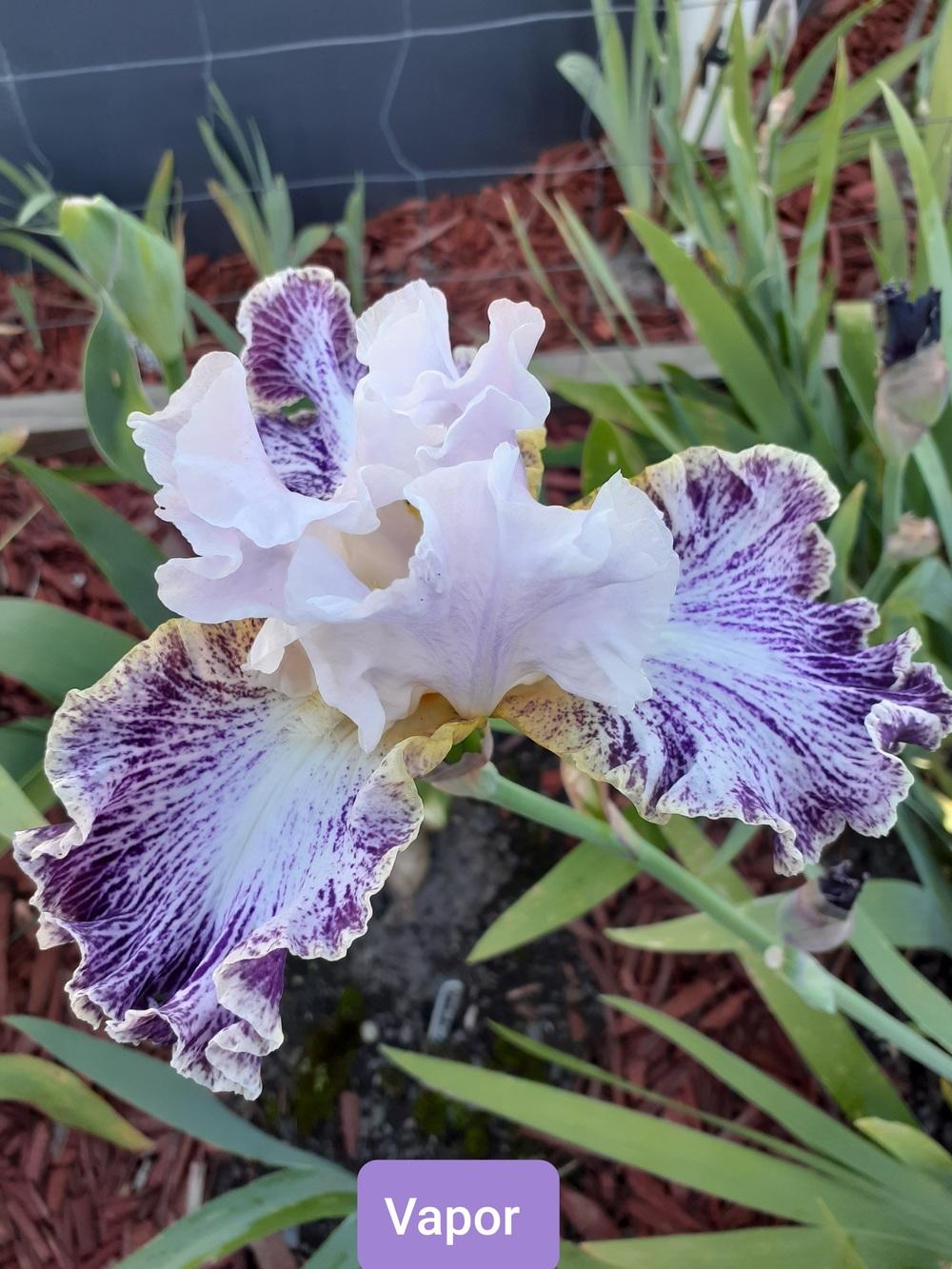Photo of Tall Bearded Iris (Iris 'Vapor') uploaded by PaulaHocking
