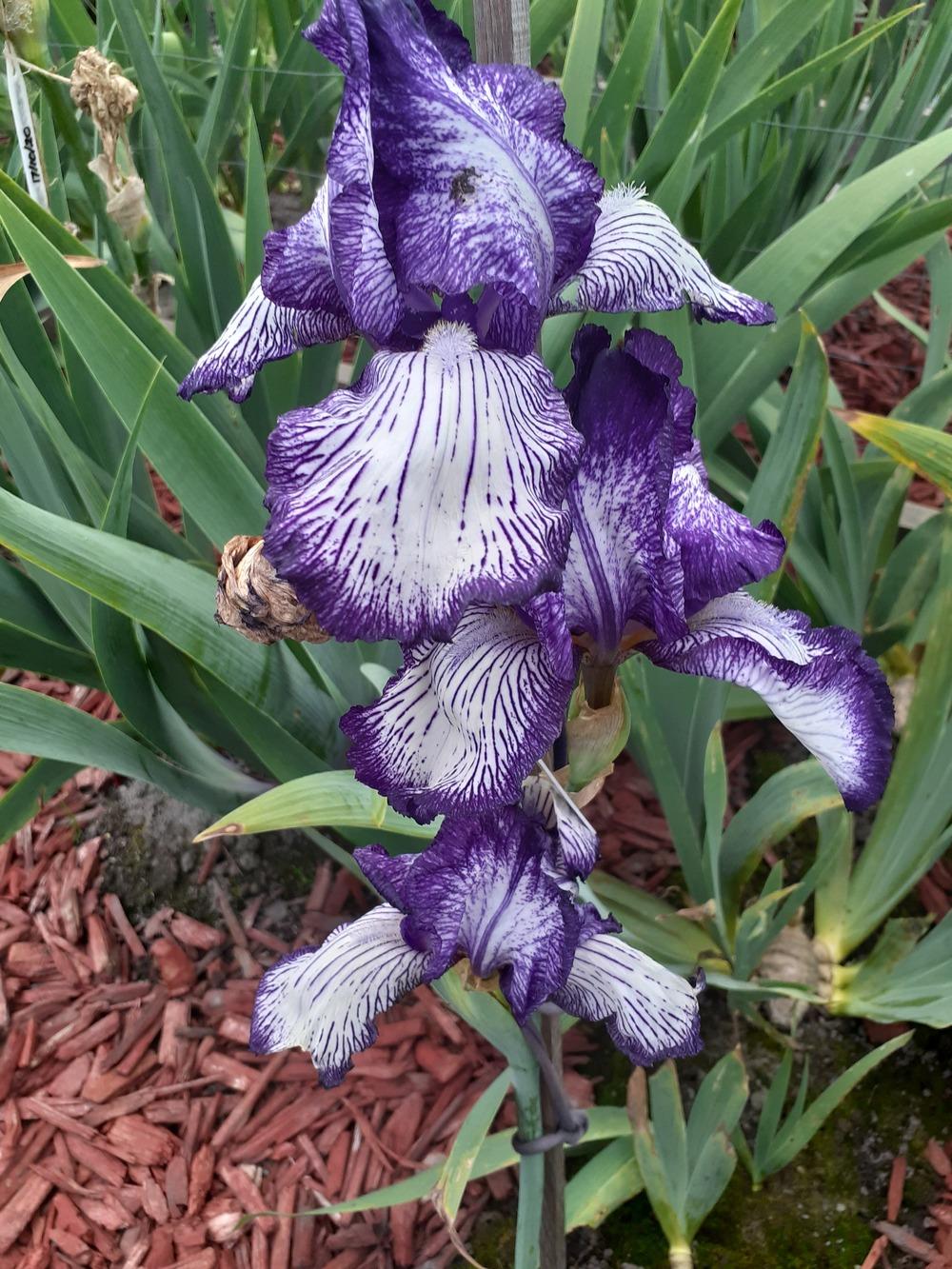 Photo of Tall Bearded Iris (Iris 'Circus Stripes') uploaded by PaulaHocking