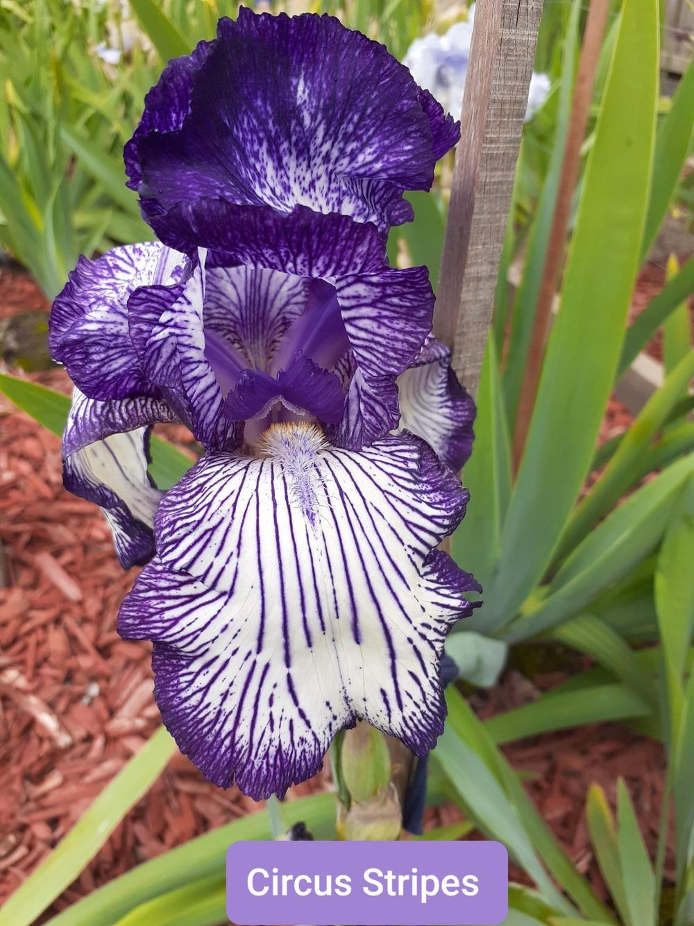 Photo of Tall Bearded Iris (Iris 'Circus Stripes') uploaded by PaulaHocking