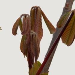 Location: Just off my front porch
Date: 2021-04-01
Aesculus parviflora [Bottlebrush Buckeye] composite