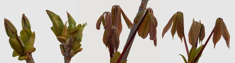 Photo of Bottlebrush Buckeye (Aesculus parviflora) uploaded by jathton