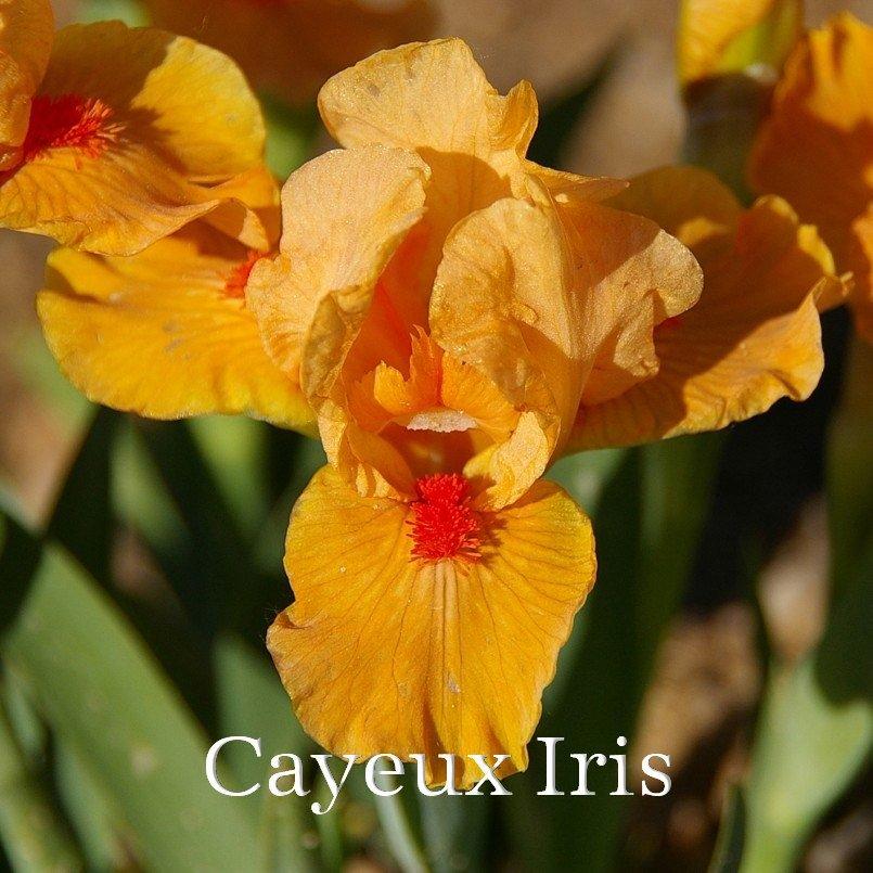 Photo of Standard Dwarf Bearded Iris (Iris 'Allumez le Feu') uploaded by DaylilySLP
