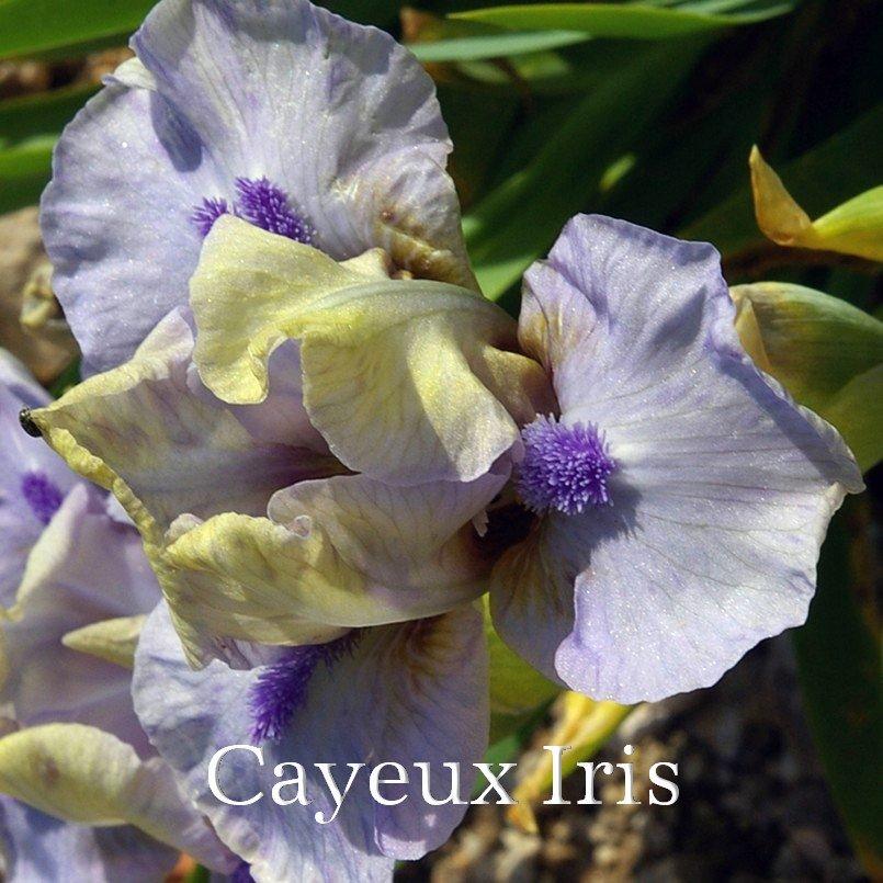 Photo of Standard Dwarf Bearded Iris (Iris 'Dime') uploaded by DaylilySLP