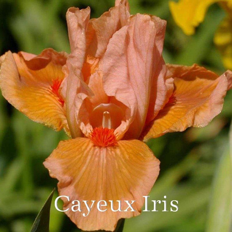 Photo of Standard Dwarf Bearded Iris (Iris 'Cameo Queen') uploaded by DaylilySLP