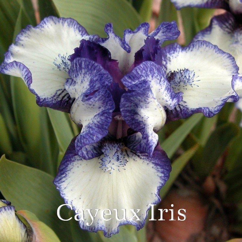 Photo of Standard Dwarf Bearded Iris (Iris 'Fairy Ring') uploaded by DaylilySLP