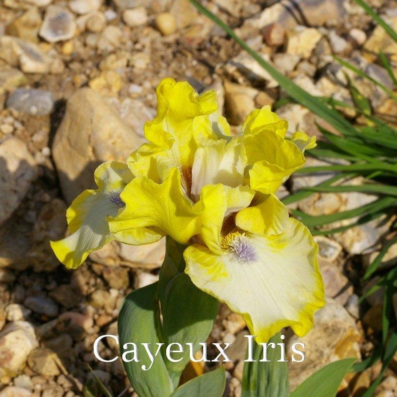Photo of Standard Dwarf Bearded Iris (Iris 'Dancing Bunnies') uploaded by DaylilySLP