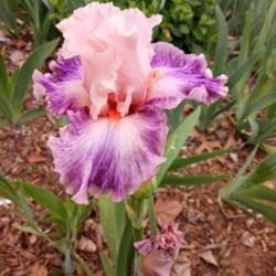 Location: Nocona,Texas zn.7 My gardens
Date: April4,2021
one of my 1st Iris to bloom this year