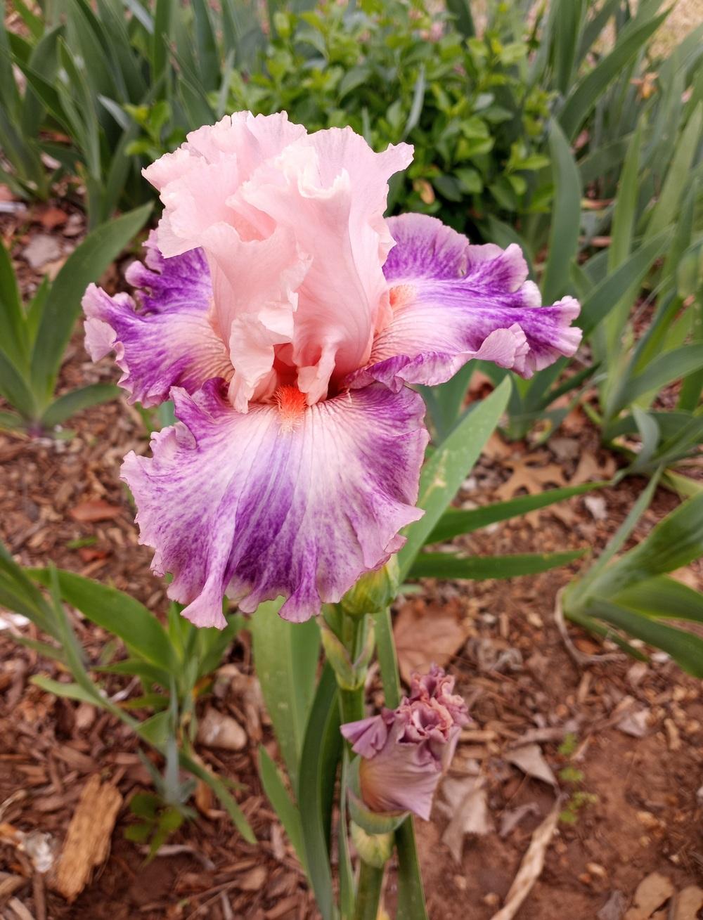 Photo of Tall Bearded Iris (Iris 'Fruited Plain') uploaded by FAIRYROSE