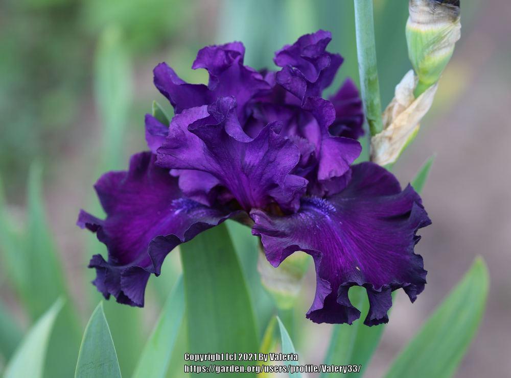 Photo of Tall Bearded Iris (Iris 'Diabolique') uploaded by Valery33