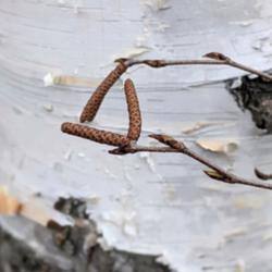 Location: Simcoe County, Ontario
Date: April 3, 2021
Maturing catkins on a wild tree