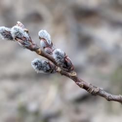 Location: Simcoe County, Ontario
Date: April 3, 2021
Catkins on a wild specimen. (Not yet completely open.)