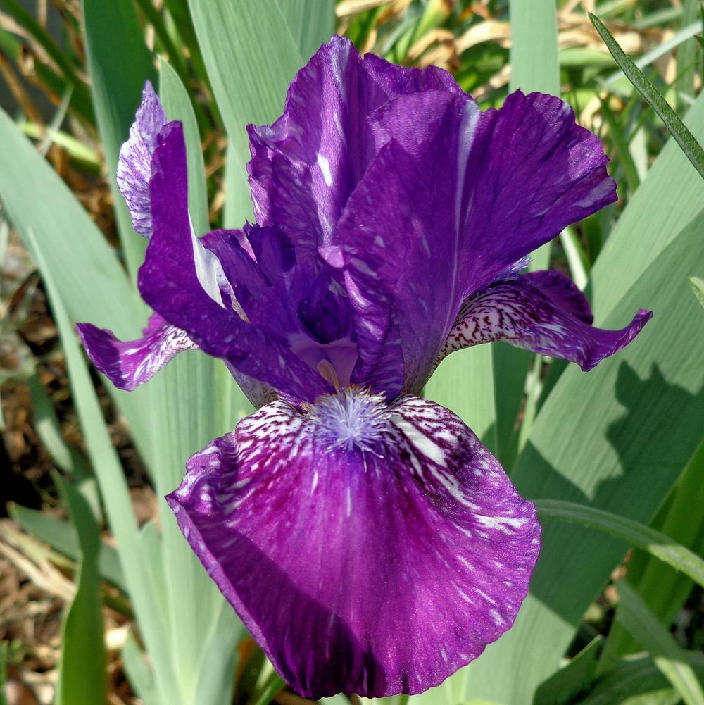 Photo of Intermediate Bearded Iris (Iris 'Hubbub') uploaded by lovemyhouse