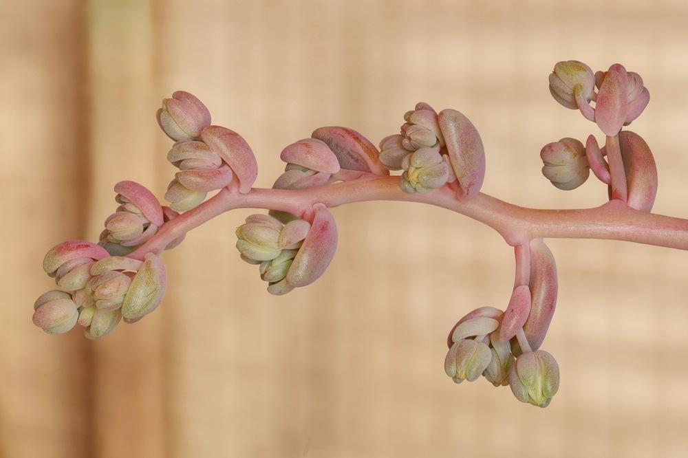 Photo of Jewel Leaf Plant (Graptopetalum amethystinum) uploaded by Baja_Costero