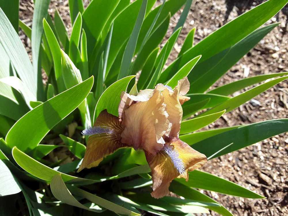 Photo of Standard Dwarf Bearded Iris (Iris 'Gingerbread Man') uploaded by Bitoftrouble