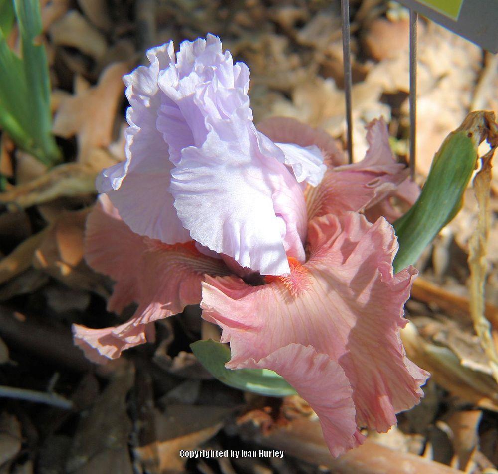 Photo of Border Bearded Iris (Iris 'Infatuate') uploaded by Ivan_N_Tx