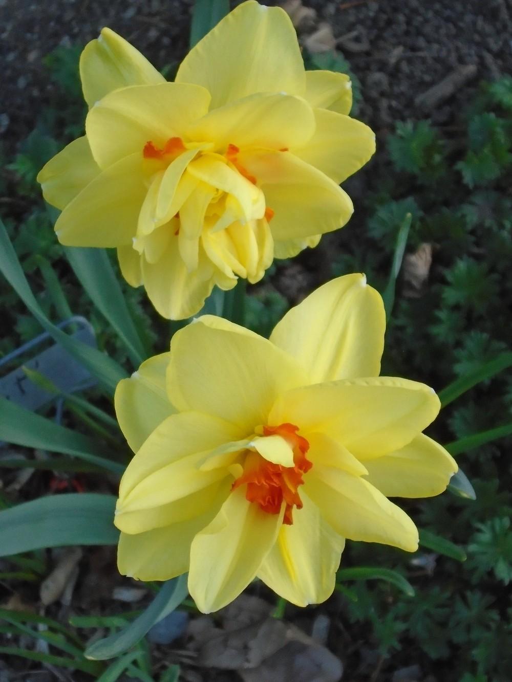 Photo of Double Daffodil (Narcissus 'Tahiti') uploaded by Paul2032