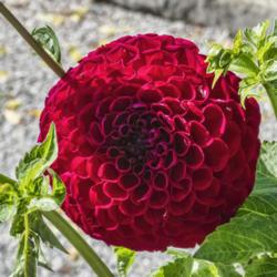 Location: Dahlia Hill, Midland, Michigan
Date: 2019-09-14
Jessie G dahlia - A ball form whose blooms look more red to me th
