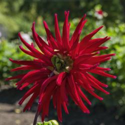 Location: Dahlia Hill, Midland, Michigan
Date: 2019-09-14
Juanita dahlia - Even from the rear these cactus form blooms are 