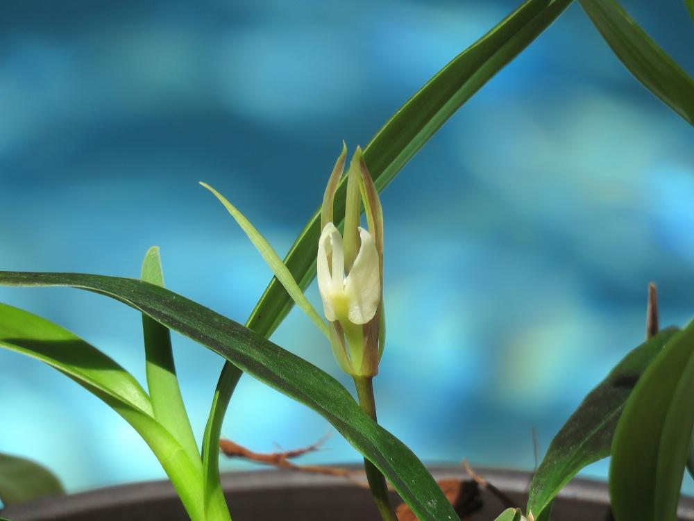Photo of Lady of the Night Orchid (Epidendrum nocturnum) uploaded by plantladylin