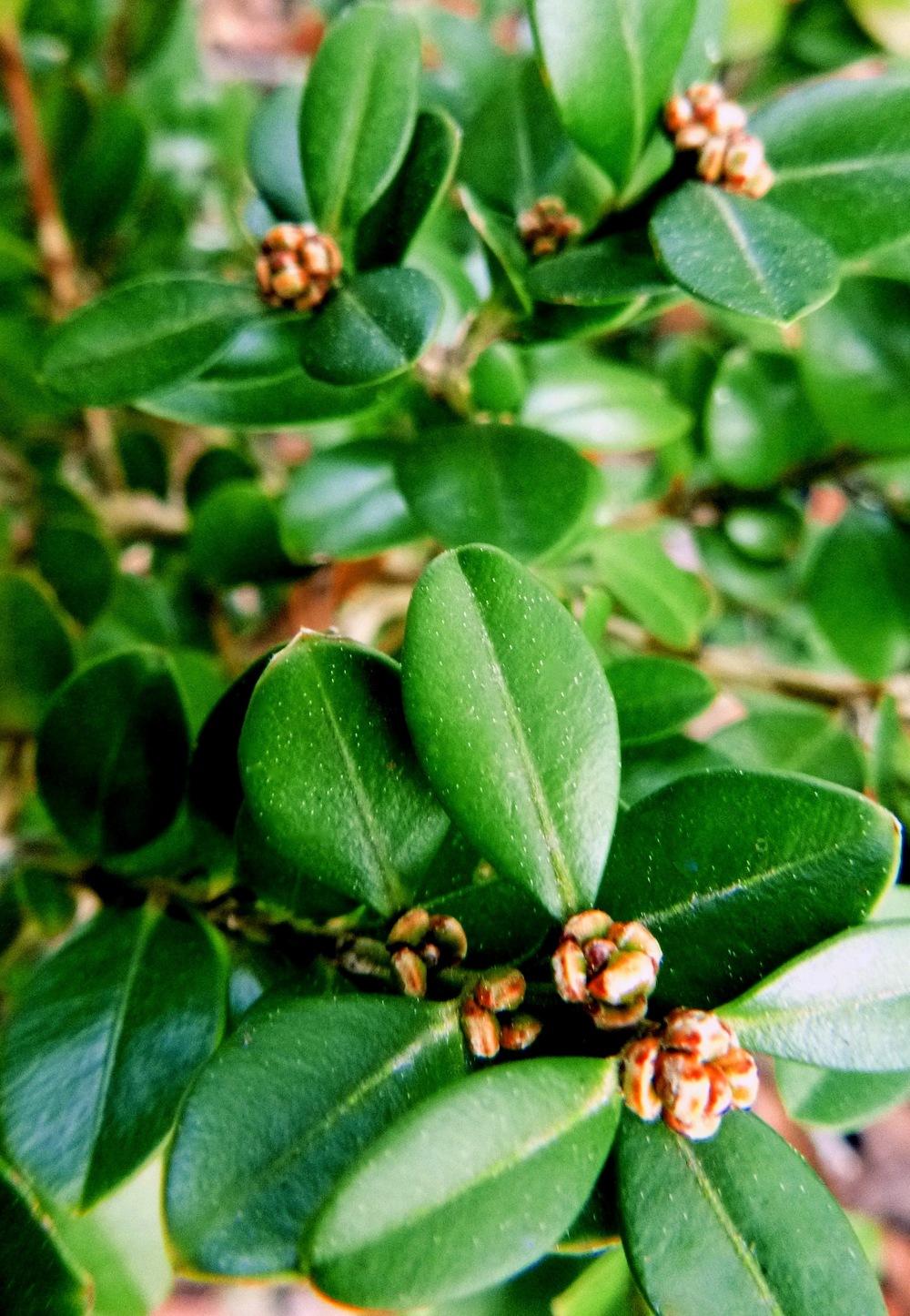 Photo of Common Boxwood (Buxus sempervirens) uploaded by scvirginia