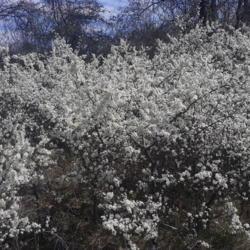 
Date: spring
In full bloom, dense thorny shrubery