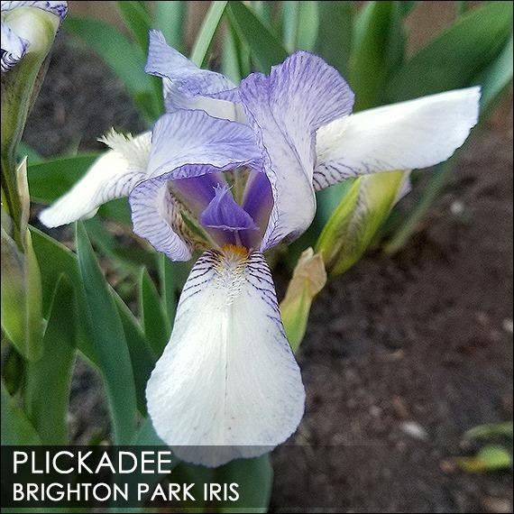 Photo of Standard Dwarf Bearded Iris (Iris 'Plickadee') uploaded by BrightonPark