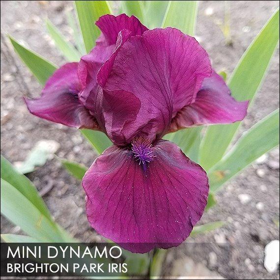 Photo of Standard Dwarf Bearded Iris (Iris 'Mini Dynamo') uploaded by BrightonPark