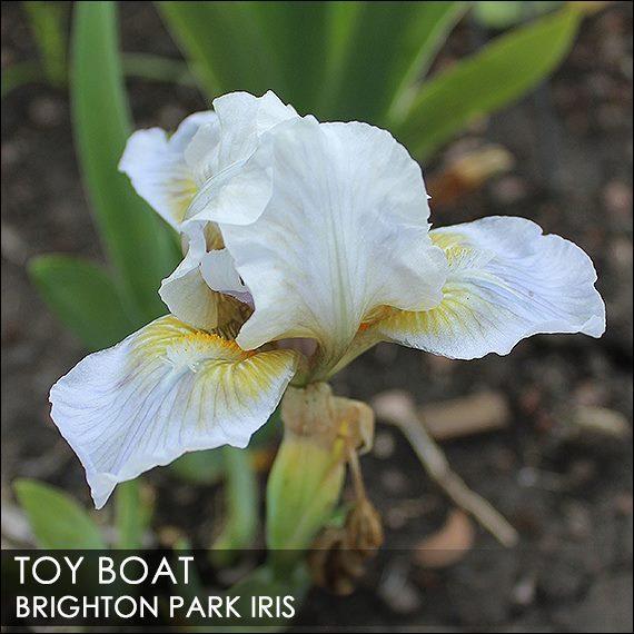 Photo of Standard Dwarf Bearded Iris (Iris 'Toy Boat') uploaded by BrightonPark