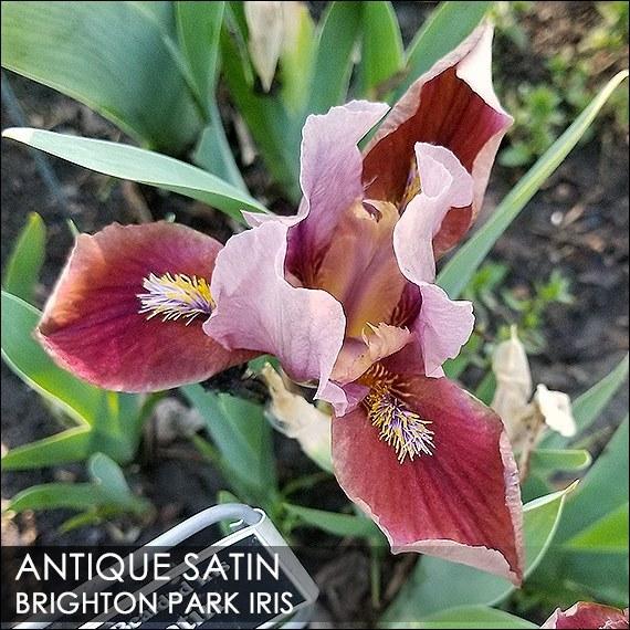Photo of Standard Dwarf Bearded Iris (Iris 'Antique Satin') uploaded by BrightonPark
