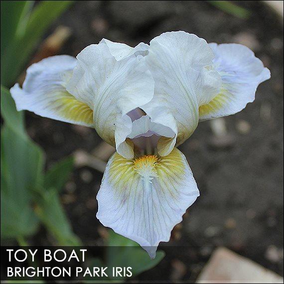 Photo of Standard Dwarf Bearded Iris (Iris 'Toy Boat') uploaded by BrightonPark