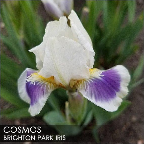 Photo of Standard Dwarf Bearded Iris (Iris 'Cosmos') uploaded by BrightonPark