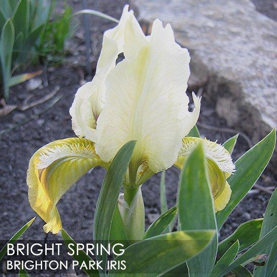 Photo of Miniature Dwarf Bearded Iris (Iris 'Bright Spring') uploaded by BrightonPark