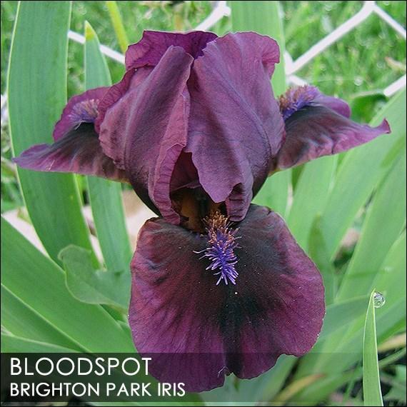 Photo of Standard Dwarf Bearded Iris (Iris 'Bloodspot') uploaded by BrightonPark