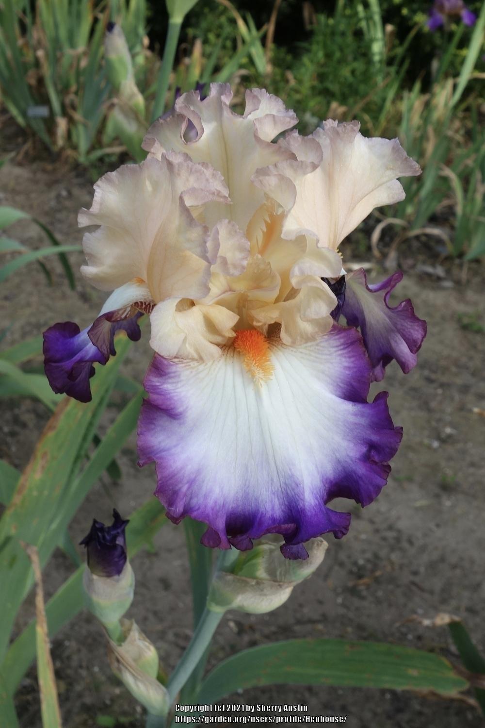 Photo of Tall Bearded Iris (Iris 'Brouhaha') uploaded by Henhouse