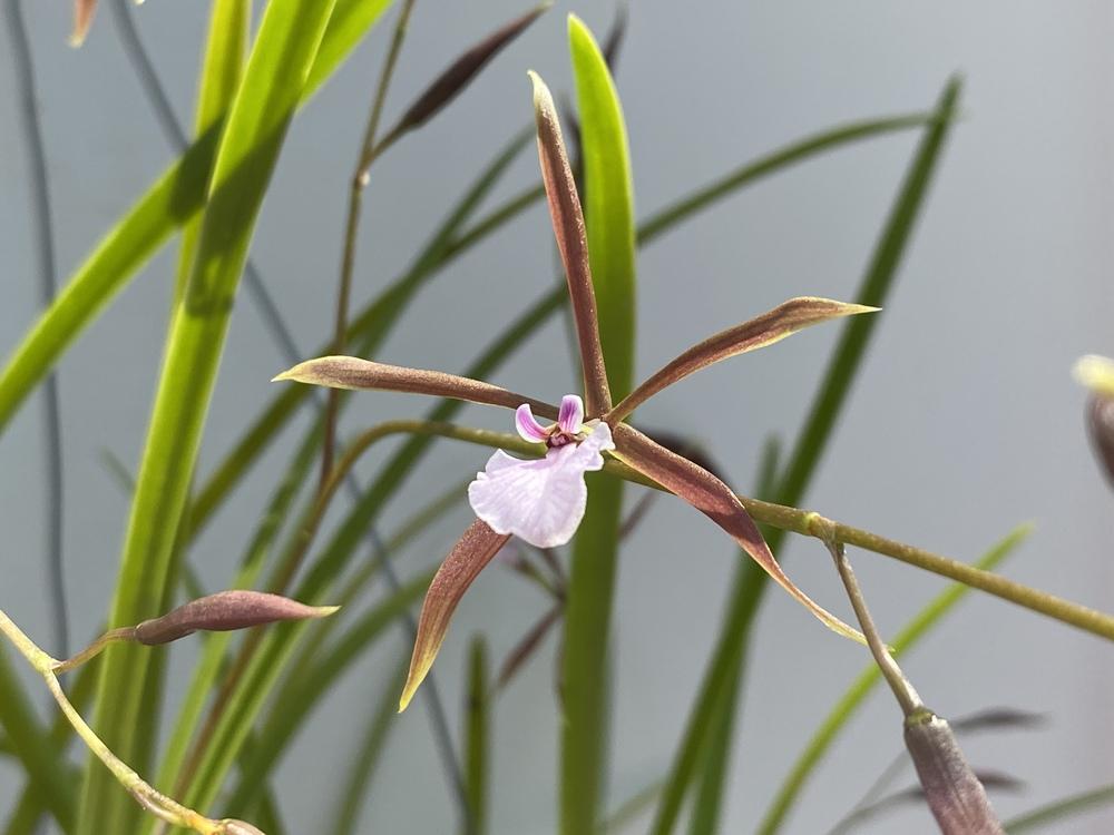 Photo of Ts Uyche (Encyclia bractescens) uploaded by Ursula