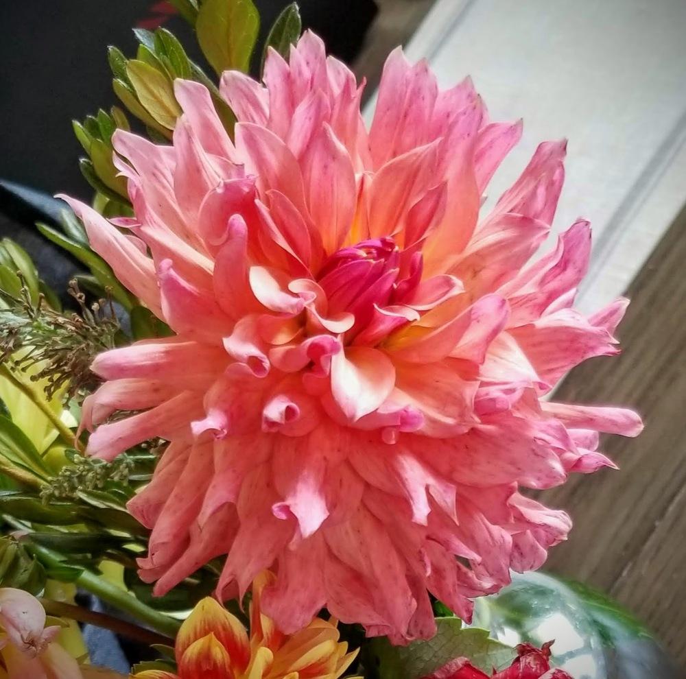 Photo of Dahlia 'Just Peachy' uploaded by dnrevel