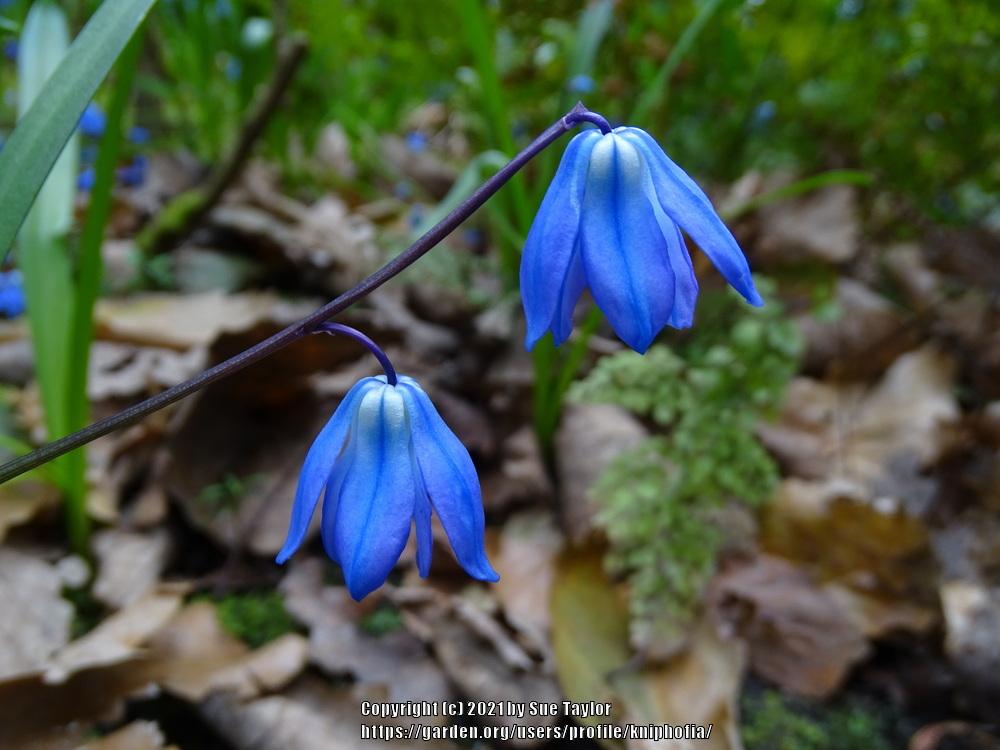 Photo of Siberian Squill (Scilla siberica) uploaded by kniphofia